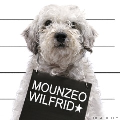 cool mon chien